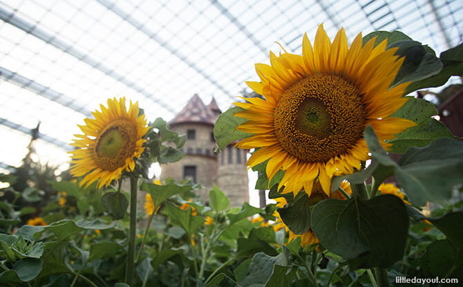 Sunflowers at Gardens by the Bay