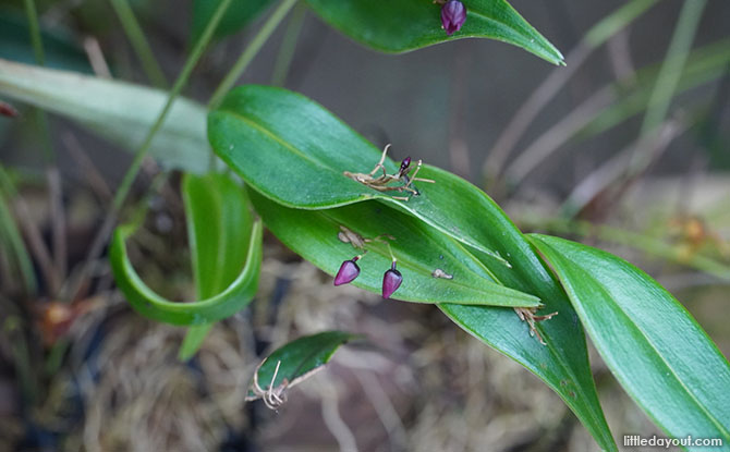 Flowers from the Pleurothallis species