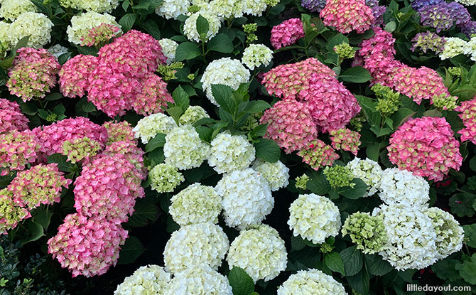 Hydrangea Holidays, Gardens by the Bay