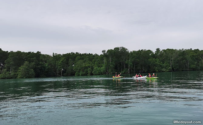 Exploring Pulau Ubin, Seeing the Kelongs and Going upclose with Mangroves 