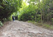 Mandai T15 Trail: Things to Know