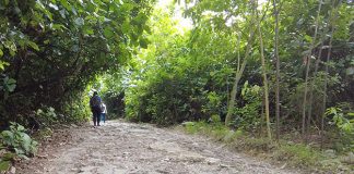 Mandai T15 Trail: Things to Know