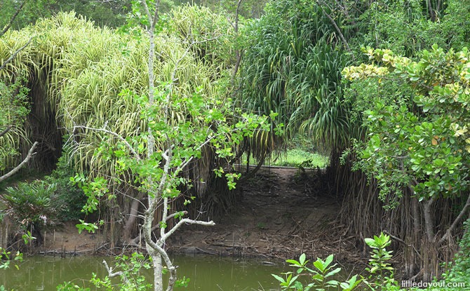 The Importance of Mangroves