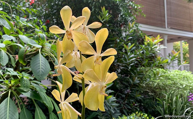 Aranda Lee Kuan Yew Orchid