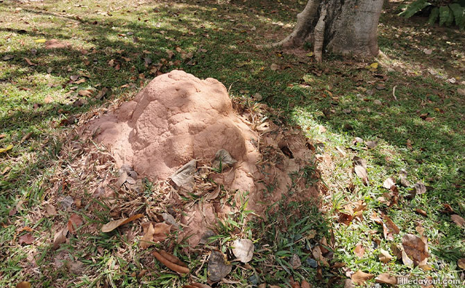 mounds at the hillside