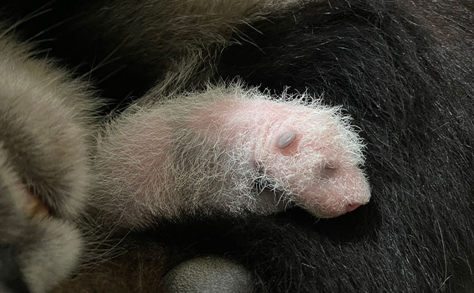 Naming of the Baby Panda