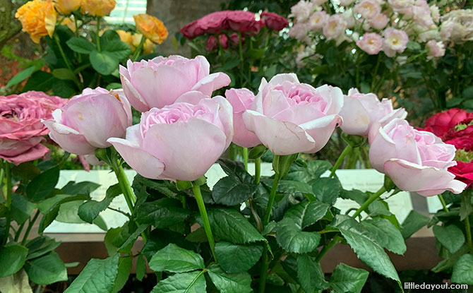 Rose Romance at Flower Dome