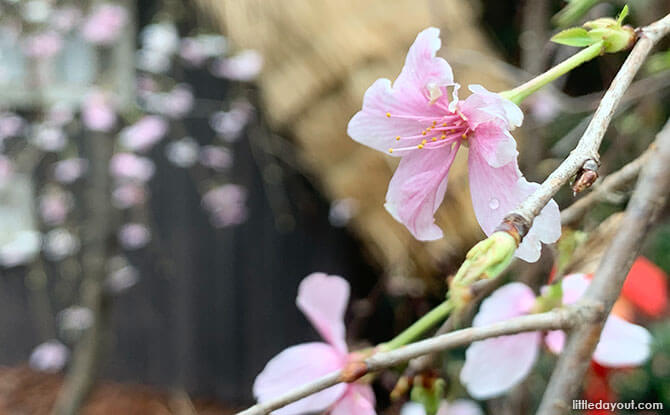 Cherry Blossoms at Gardens by the Bay