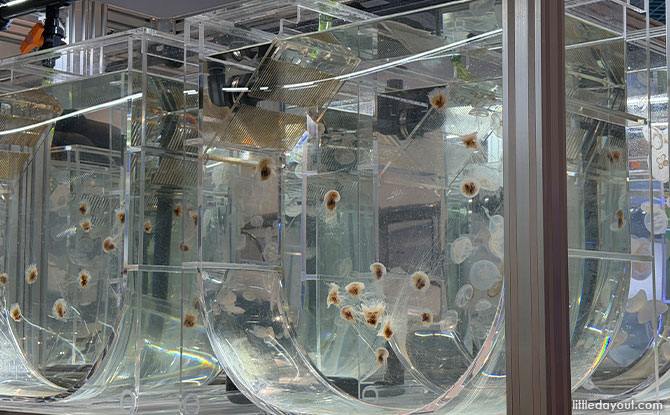 Discover The Wonders of Sea Jellies At The Singapore Oceanarium 7 free-swimming ephyrae