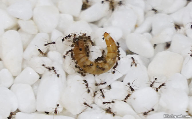 Ants attacking a live mealworm