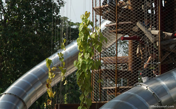 Climber plants at the Jurong Lake Gardens Playground