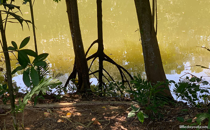 Mangrove at Sungei Api Api