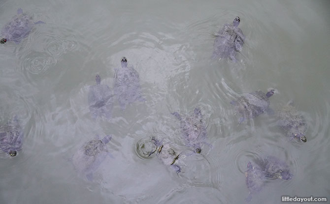 Sengkang Floating Wetland red ear sliders