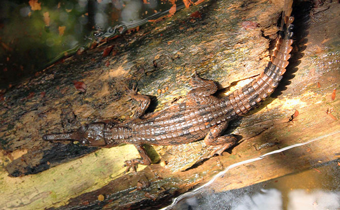 False Gharial or Tomistoma.