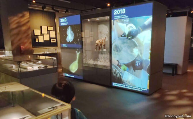 Explorations at the Lee Kong Chian Natural History Museum