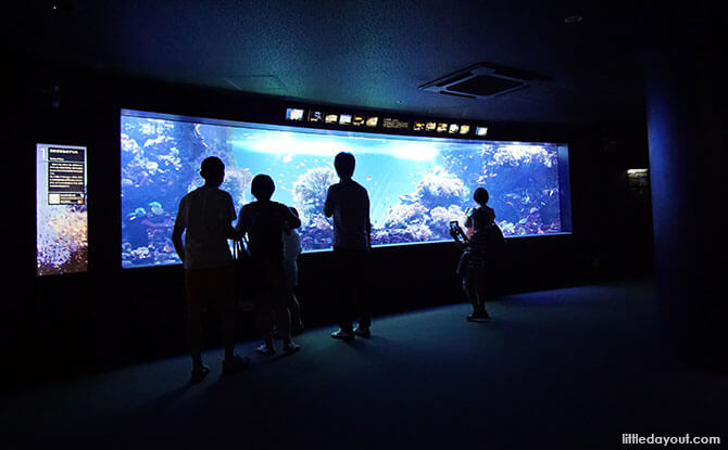 Ocean Journey, Sunshine Aquarium