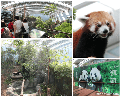 Giant Panda Forest