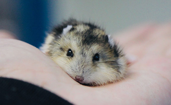 A Hamster's Life Cycle (Everything You Need to Know) - Fur, Wings, & Scaly Things