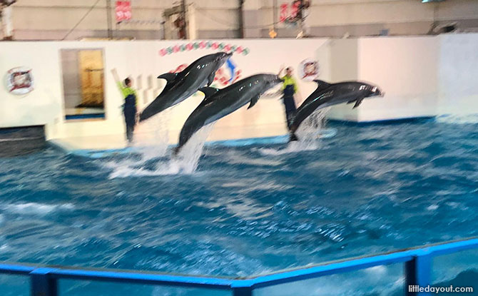 Dolphin Shows