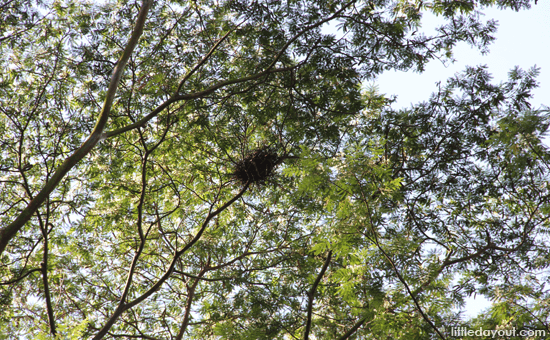 Nest