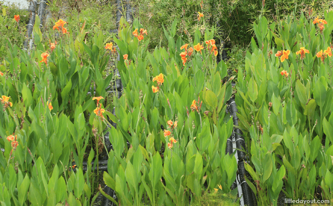 Flowers at the Floating Wetlands