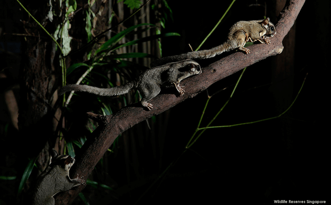 Night Safari Sugar Gliders