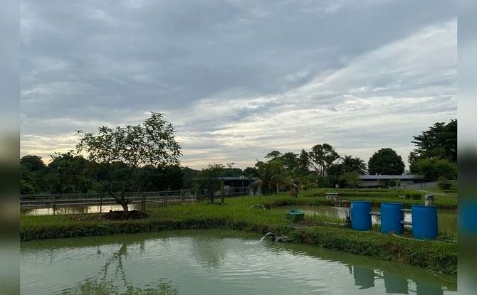 Agriculture and Fish Farming Sustainability Tour at Jalan Lekar