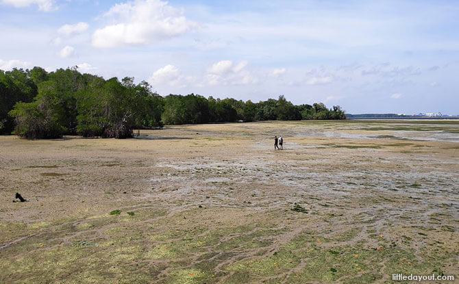 Chek Jawa, Pulau Ubin, Singapore