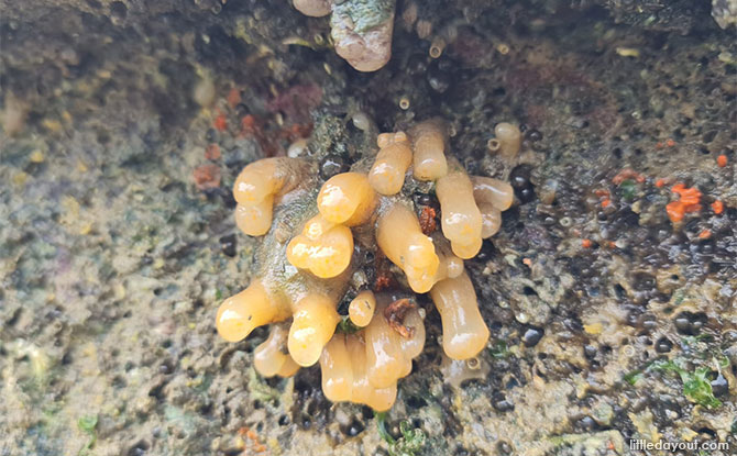 Yellow clustered bead ascidians