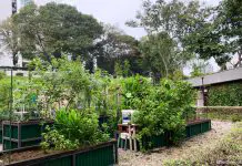 4 New Allotment Gardens With 230 Gardening Plots, Registration Opens From 24 Oct 2020