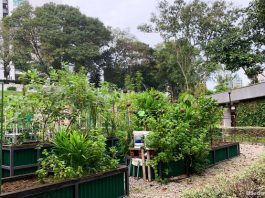 4 New Allotment Gardens With 230 Gardening Plots, Registration Opens From 24 Oct 2020
