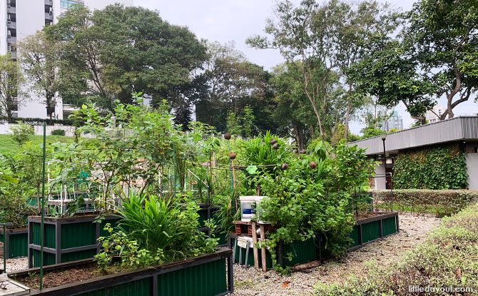 Allotment Garden