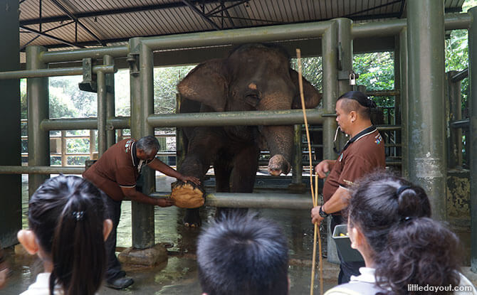 Singapore Zoo’s elephant keepers demonstrating how they cared for the elephants