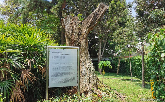 Tree at Japanese Cemetery Park