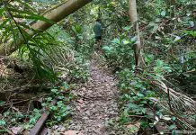 Exploring Maju Forest & The Jurong Railway Hike 08 maju forest