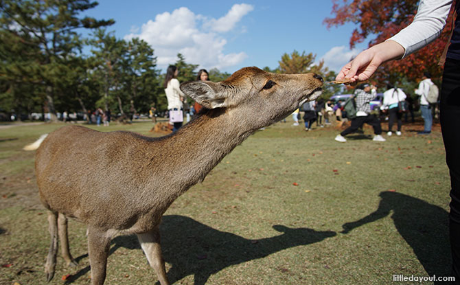 Feeding deer at Nara Park.