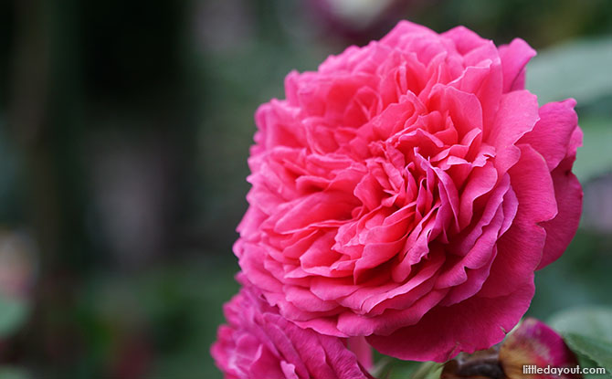 Princess Anne Rose