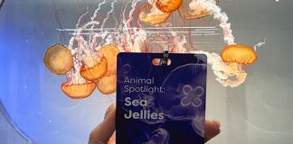 Discover the Wonders of Sea Jellies at the Singapore Oceanarium