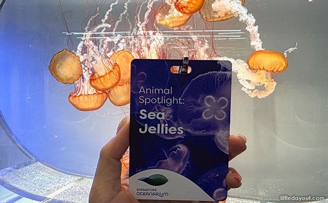 08-seajelly Discover the Wonders of Sea Jellies at the Singapore Oceanarium