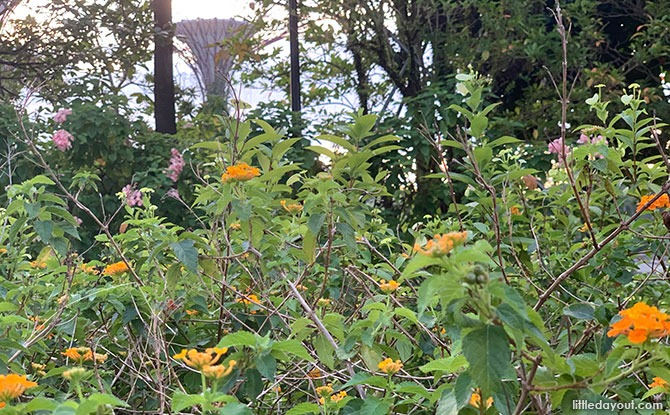 Colourful plants