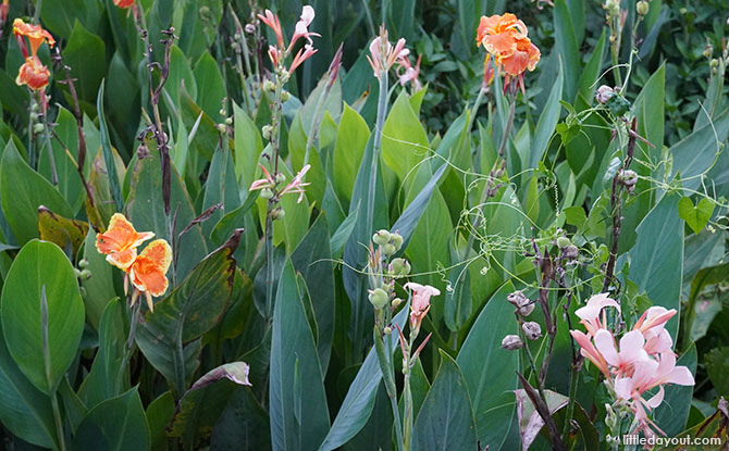 Self-guided learning trail at Sengkang Floating Wetland