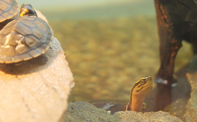 Southeast Asian Box Turtles