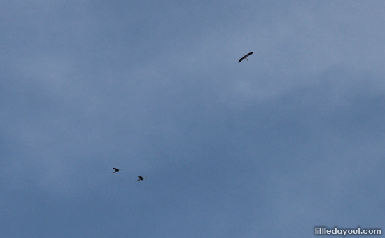 Birds In The Sky