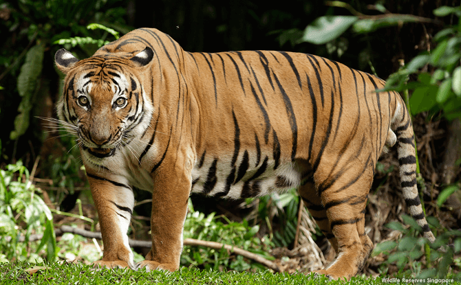 Night Safari Malayan Tiger