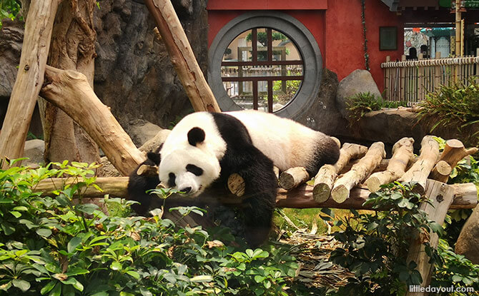 Ocean Park's Panda Village