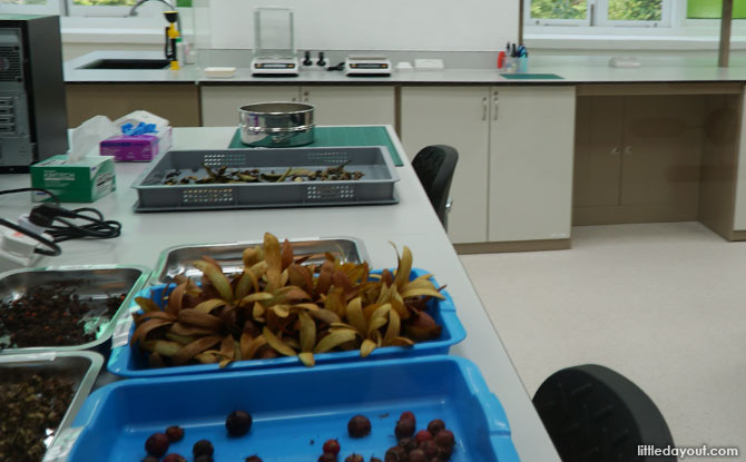 Seeds being processed in the lab at the Singapore Botanic Gardens Seed Bank.