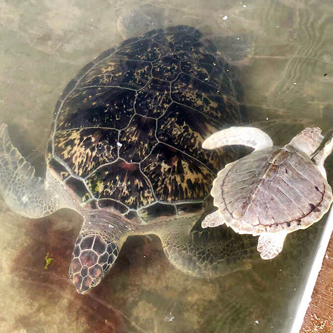 Turtle Centre for Conservation and Education, Serangan Island