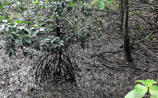 Learn the Importance of Mangrove Ecosystems