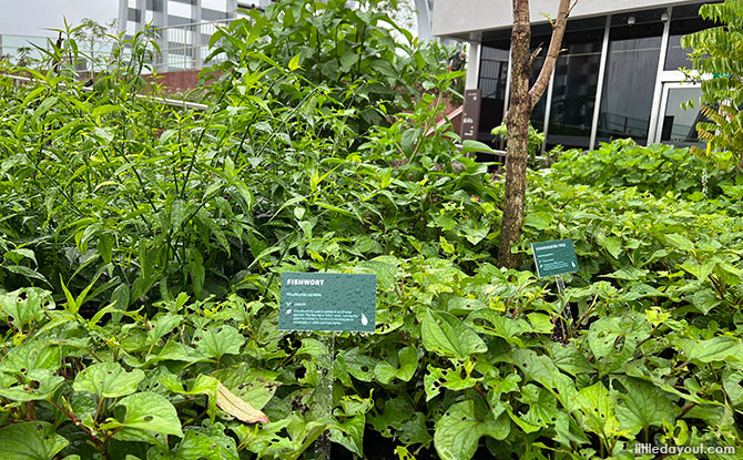 Planters at CapitaSpring Sky Garden