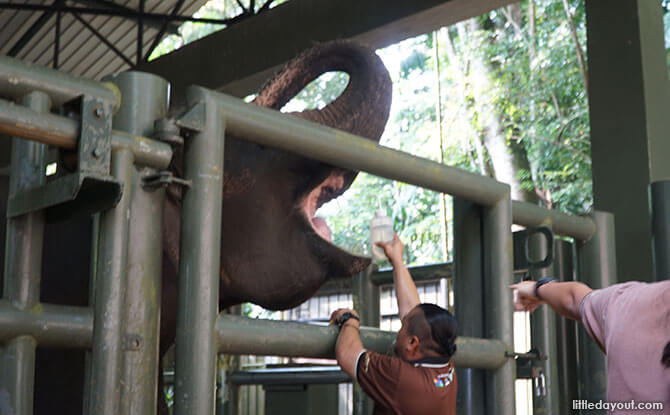 Feeding elephants